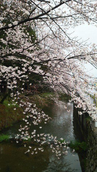 桜の開花スタート♪